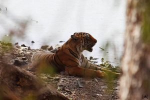 Tigers in India, Ranthambore National Park, National Parks of India, Tiger REserve