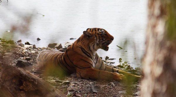 Tigers in India, Ranthambore National Park, National Parks of India, Tiger REserve