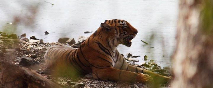 Tigers in India, Ranthambore National Park, National Parks of India, Tiger REserve