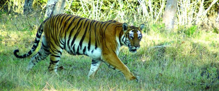 Detailed Guide on Safari at Bandipur National Park