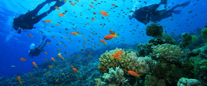 Scuba diving in india, havelock island, andaman and nicobar island