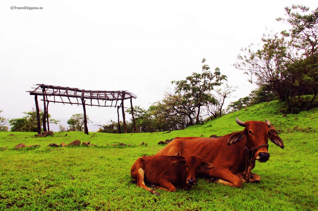 Trek to Kohoj. How to reach Kohoj Fort. Kohoj Trek Guide