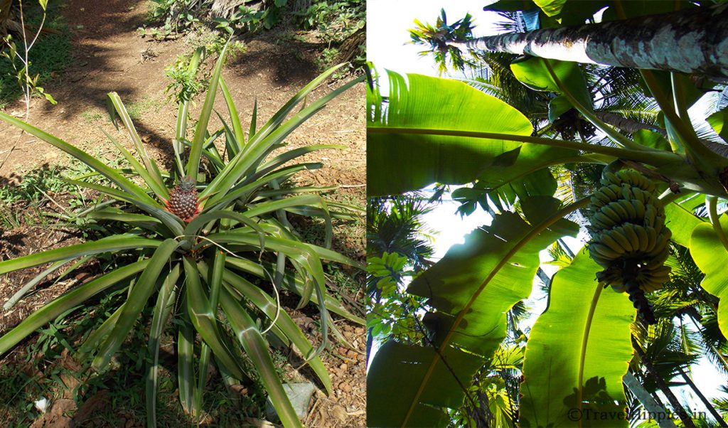 Spice Plantation Goa