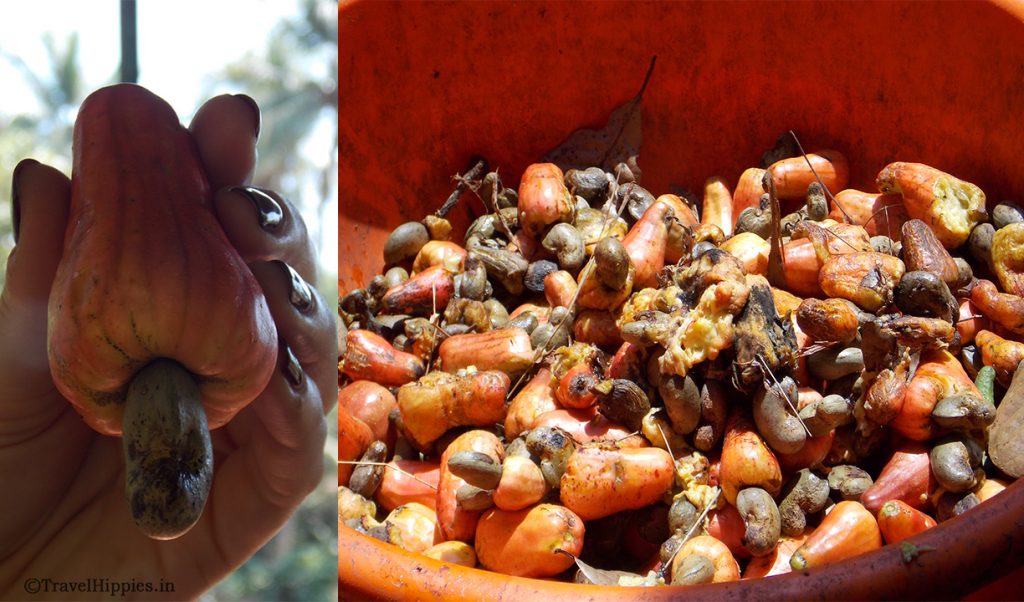 Cashew nuts at Spice Plantation Goa
