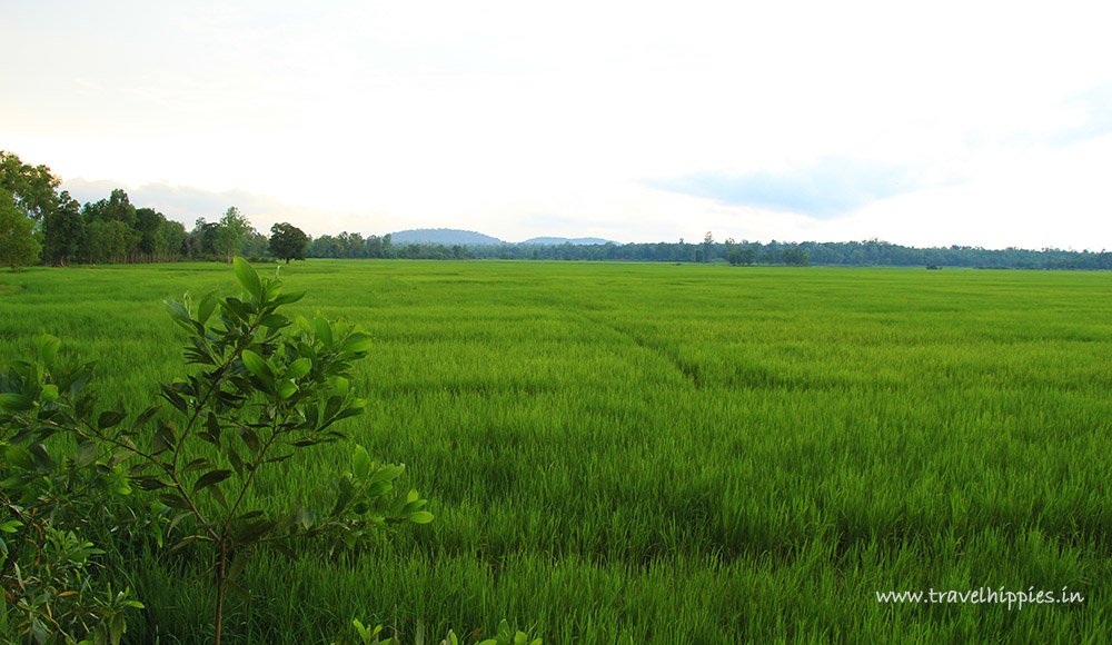 Farms and Fields in Banavasi