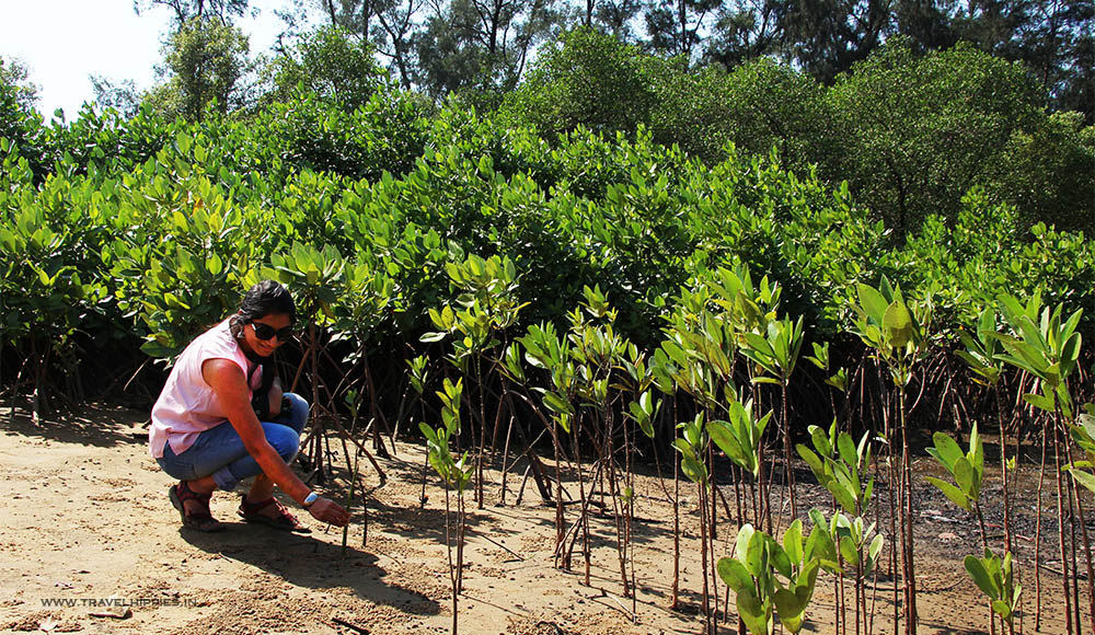 Ocean Deck Beach Homestay Mangrove Plantation