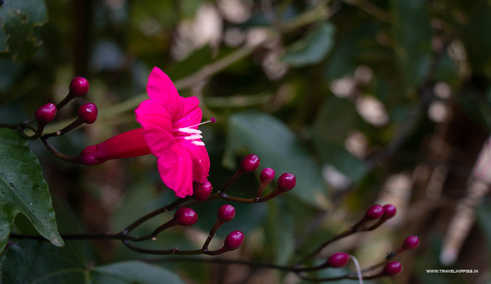 Plantation Stay in Chikmagalur